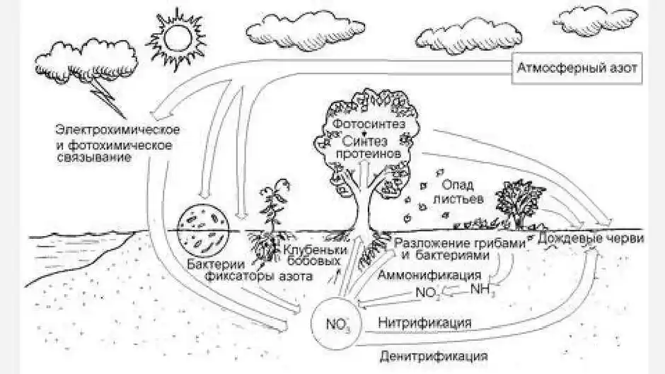 Круговорот азота в природе рисунок