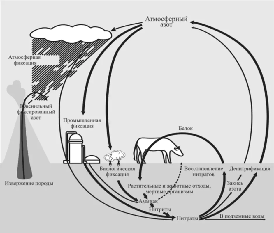 Какие организмы усваивают азот из атмосферы. Упрощенная схема биогеохимического цикла азота /. Круговорот атмосферного азота. Круговорот азота в мире. Круговорот веществ в биосфере азот.