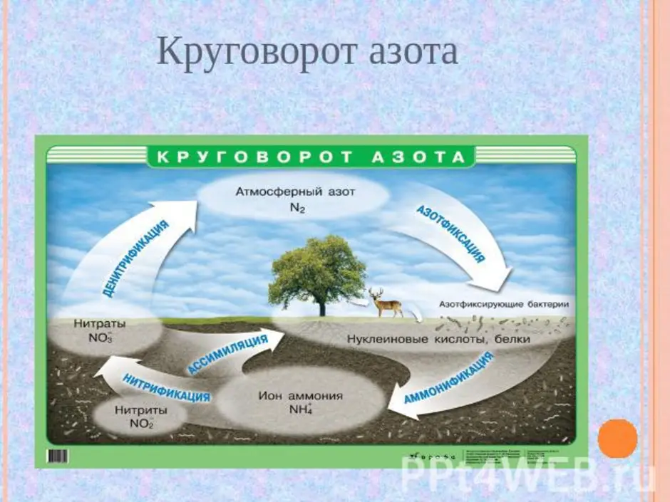 Круговорот азота в природе картинка