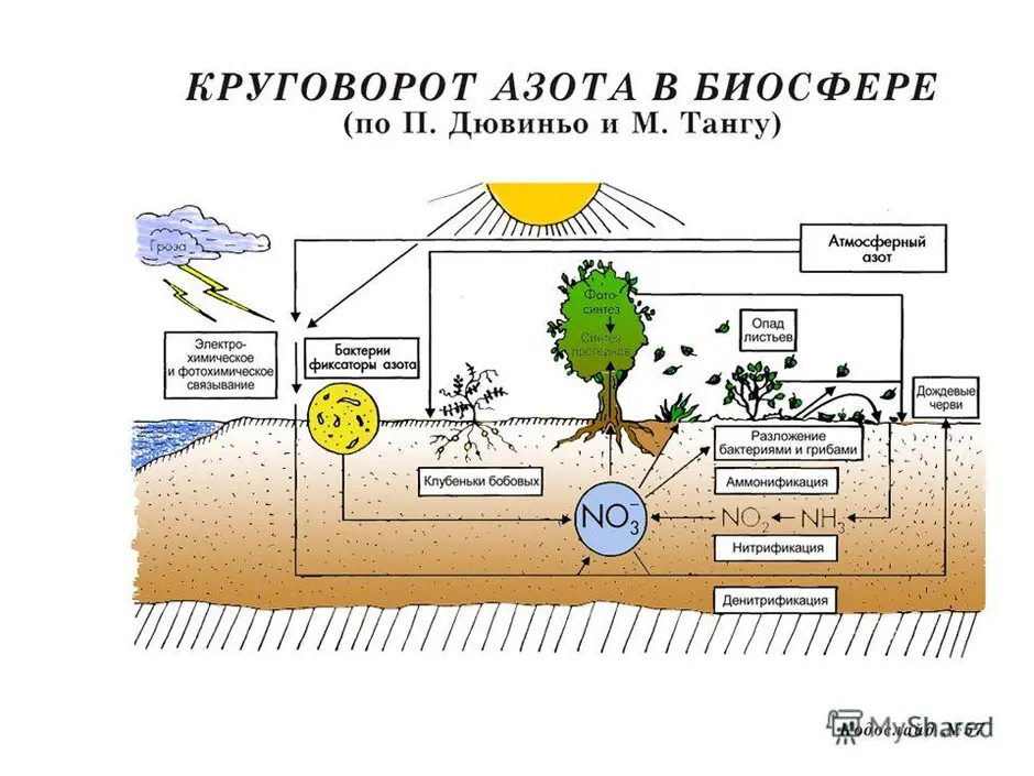 Круговорот азота в биосфере рисунок