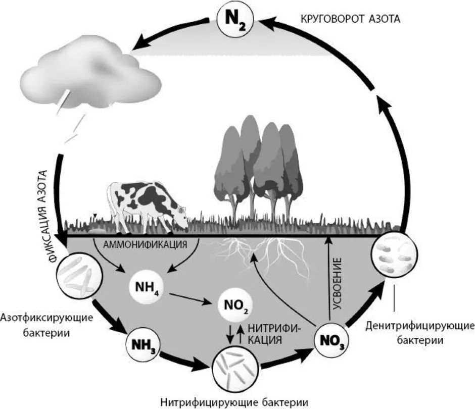 Соединения азота в почве. Круговорот азота в почве. Нитрифицирующие бактерии круговорот азота. Круговорот азота в биосфере схема. Микроорганизмы в круговороте азота.
