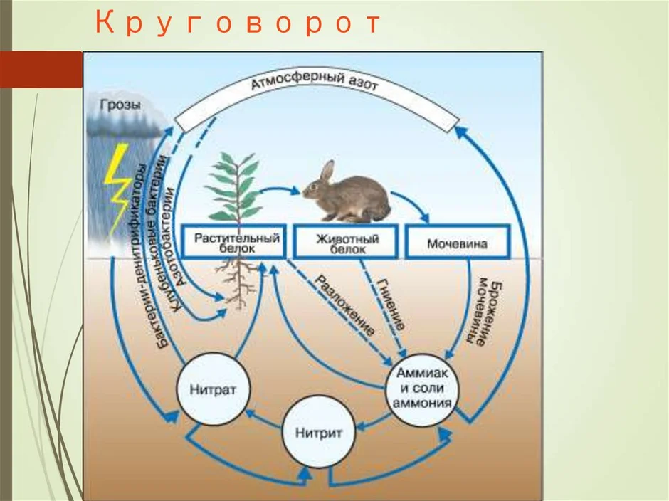 Презентация на тему круговорот азота в природе