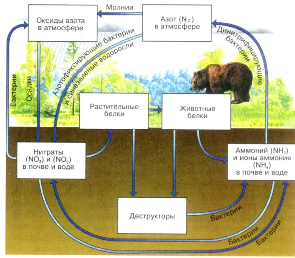 Какие животные в атмосфере. Составьте схему биохимического цикла азота. Схема круговорота биогеохимического цикла азота. Биологический круговорот азота. Биосфера круговорот веществ в биосфере.