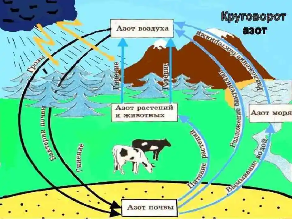 Опишите круговорот азота в природе. Круговорот азота. Круговорот азота в атмосфере. Круговорот азота в природе рисунок. Круговорот азота схема простая.