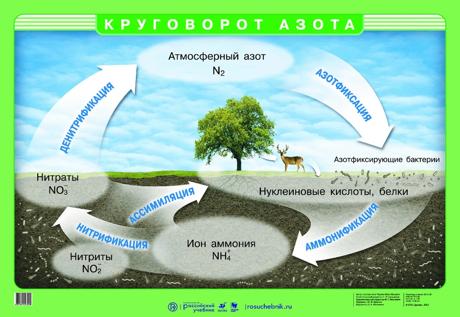 Круговорот азота в биосфере рисунок