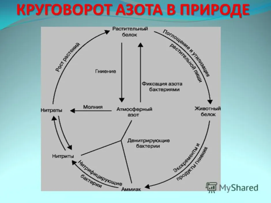 Круговорот азота в биосфере последовательность. Составьте схему круговорота азота. Схема круговора ахота в природе. Схема круговорота азота в природе биология. Биогенный круговорот азота.