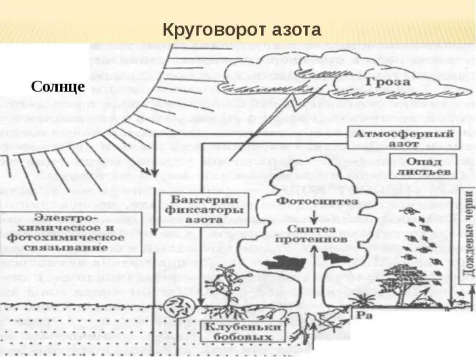 Простая схема круговорота азота в природе