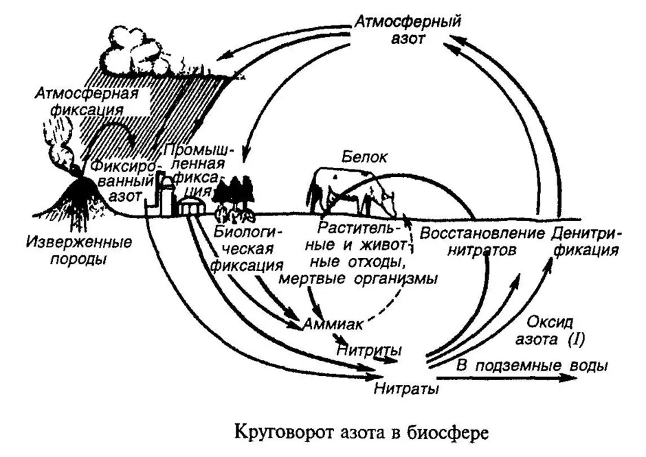 Круговорот азота в природе картинка