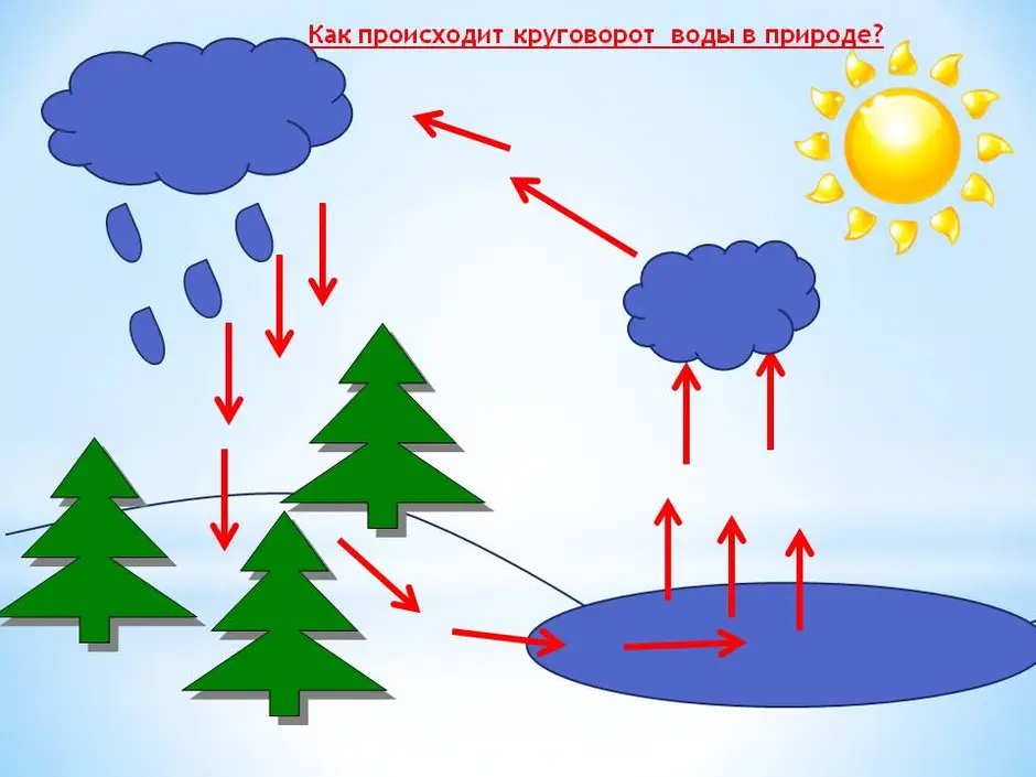 Круговорот воды в организме человека схема