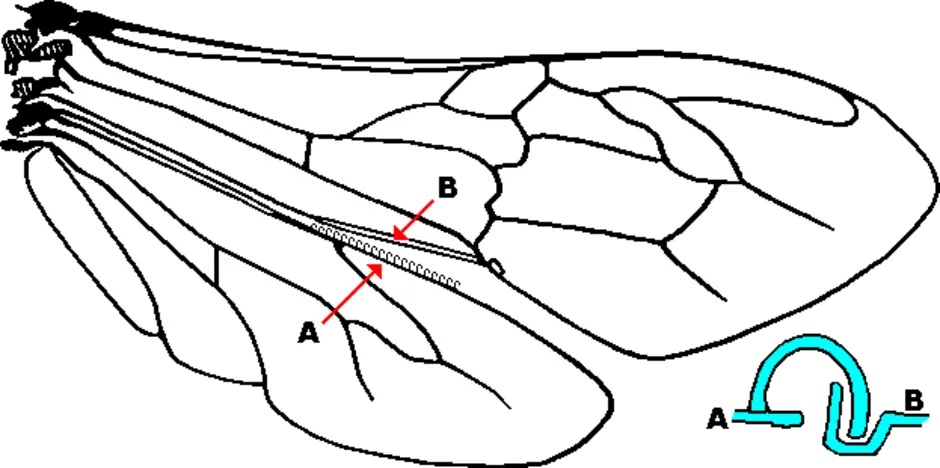 Крылья пчелы. Крылья пчелы сбоку сказочные. Строение крыла пчелы. Строение крыльев пчелы. Крылья пчелы трафарет.