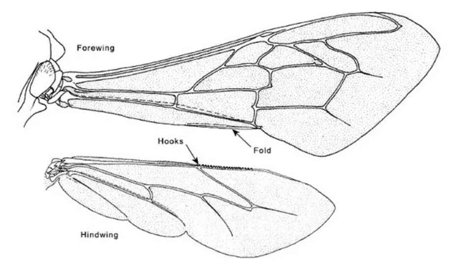 Крылья мухи схема