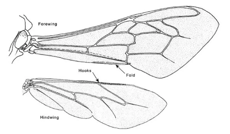 Крылья пчелы. Перепончатокрылые строение крыльев. Перепончатокрылые строение крыла. Крылья перепончатокрылых пчел. Строение перепончатого крыла.