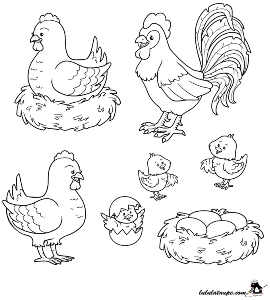 Куры раскраска для детей. Курица раскраска для детей. Раскраска курица с цыплятами. Курица с цыплятами раскраска для детей. Домашние птицы. Раскраска.