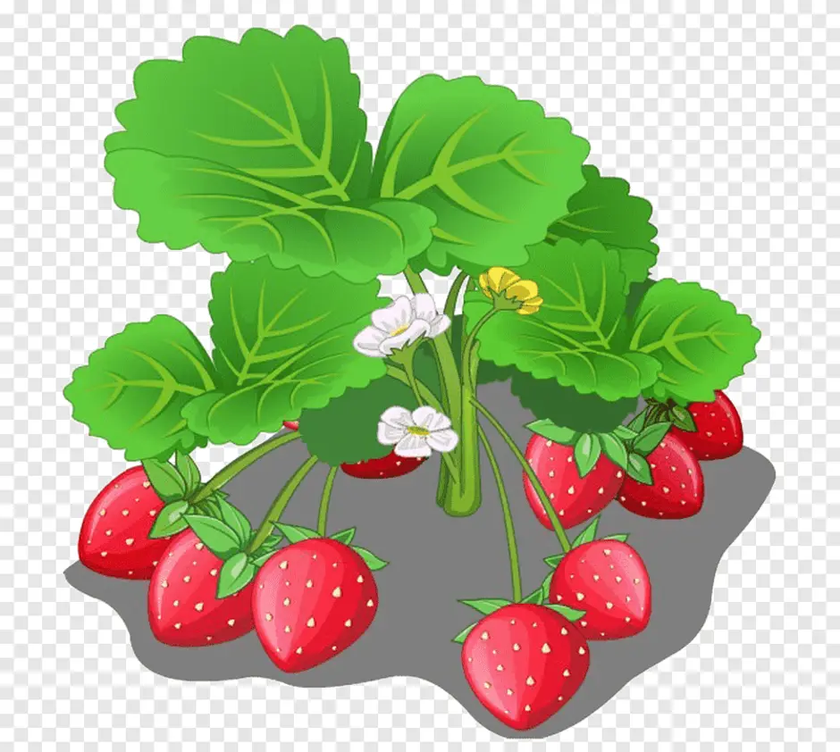 Нарисуем огород там растет два куста ягоды. Земляника для дошкольников. Кустики с ягодами для детей. Земляника на прозрачном фоне. Ягоды мультяшный.
