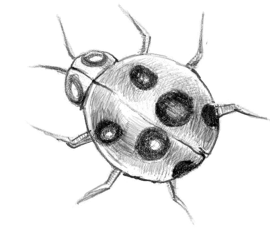 Рисунок божьей коровки для детей карандашом для срисовки