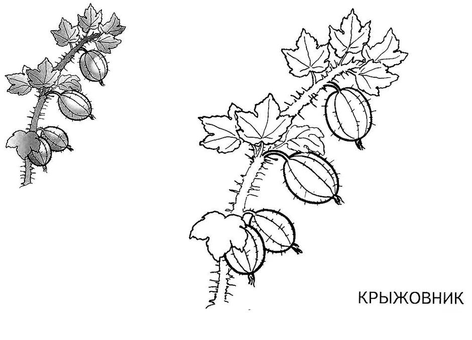 Как нарисовать смородины куст