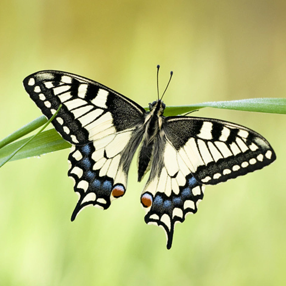 Дневная бабочка сканворд. Бабочка Махаон Адмирал. Желтая бабочка Махаон. Махаон (бабочка). Черный Махаон бабочка.