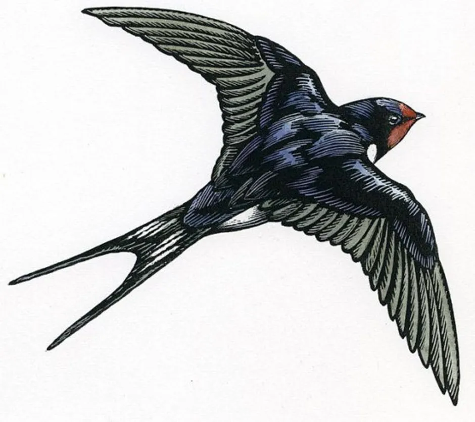 Изящную птицу ласточку называют символом