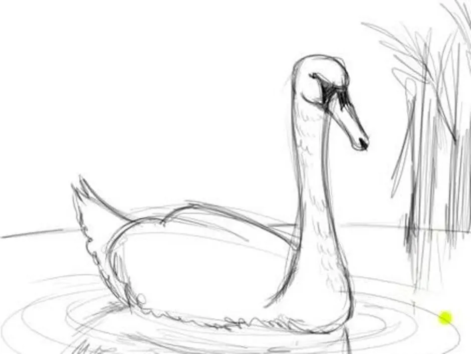 Нарисовать рисунок лебедушка. Лебедь рисунок карандашом. Рисунок лебедя для срисовки. Лебедь рисунок карандашом для срисовки. Лебёдушка рисунок.