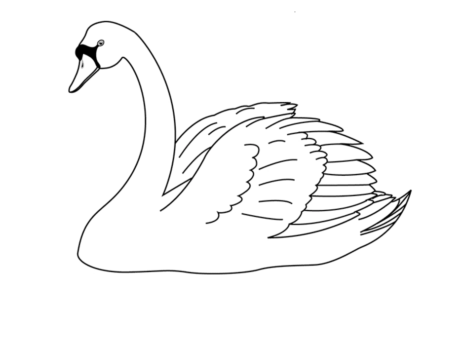 Распечатать картинку лебедь. Лебедь раскраска для детей. Лебедь рисунок. Лебедь карандашом. Лебедь рисунок карандашом.