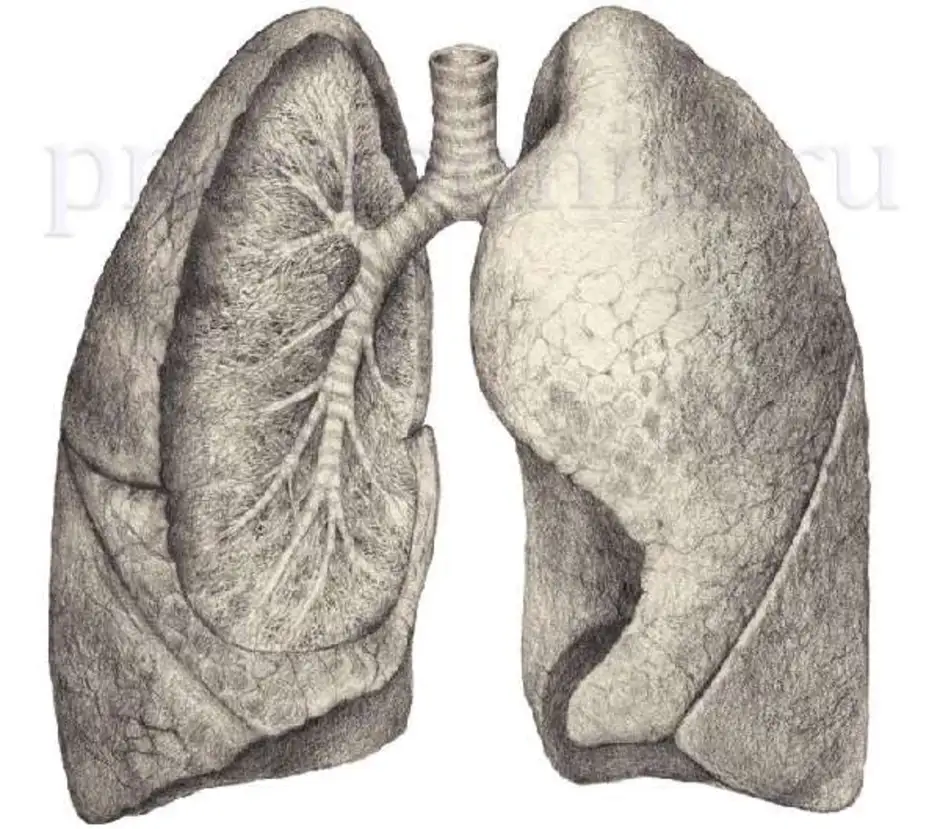 Правое и левое легкое рисунок