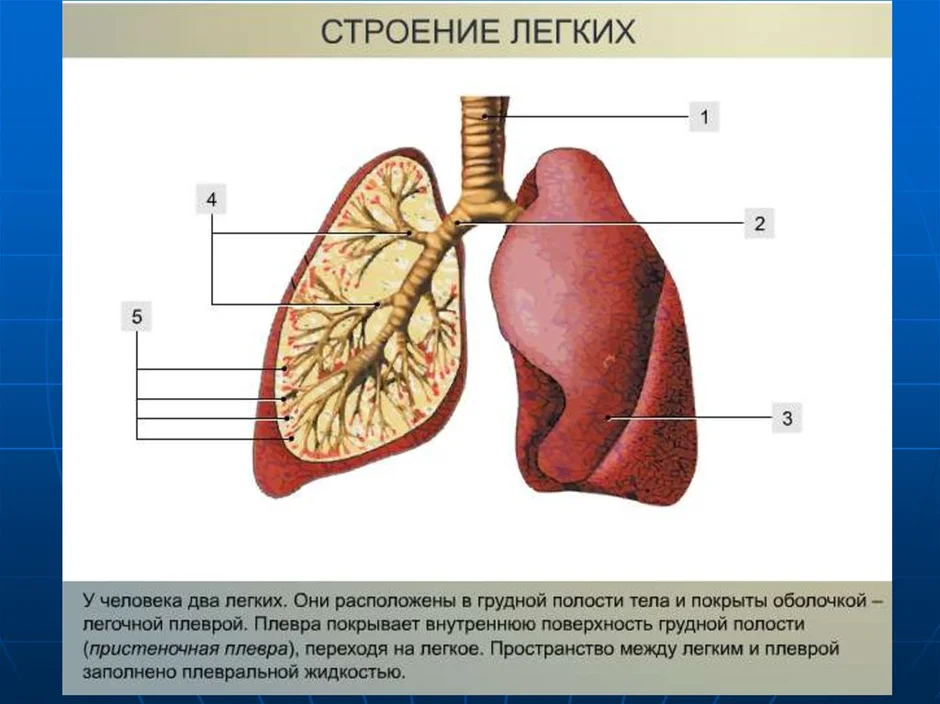 Строение легких рисунок с подписями