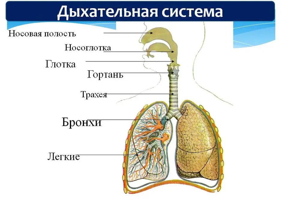 Легкие рисунок с подписями