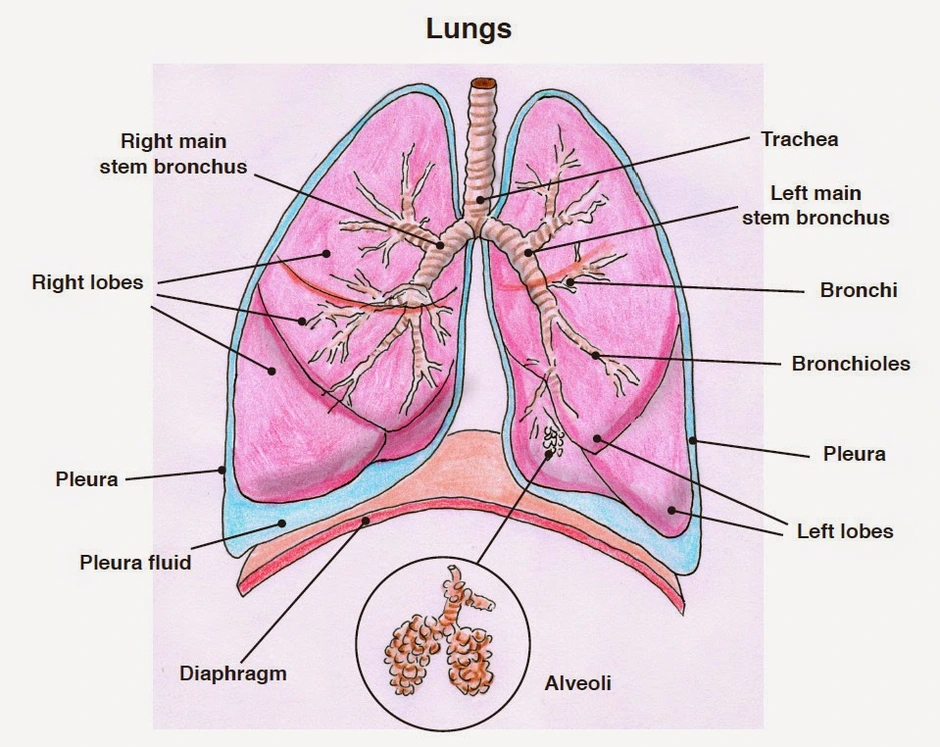 Анатомия человека картинки легкие человека
