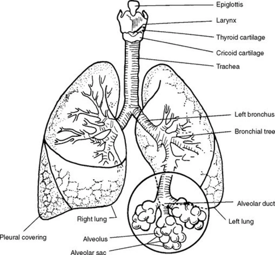 Легочное дыхание строение. Строение дыхательной системы. Легкие строение анатомия. Строение дыхательной системы млекопитающих. Дыхательная система человека рисунок ЕГЭ.