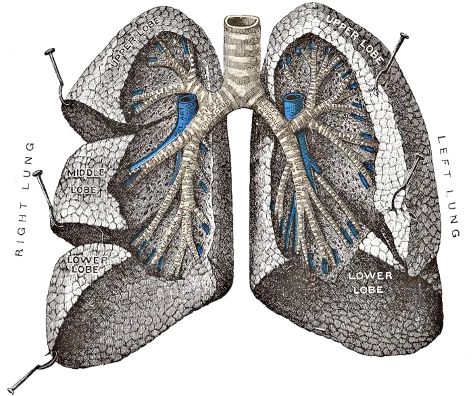 Хвостовой отдел легких. Radix pulmonis. Анатомия легких.