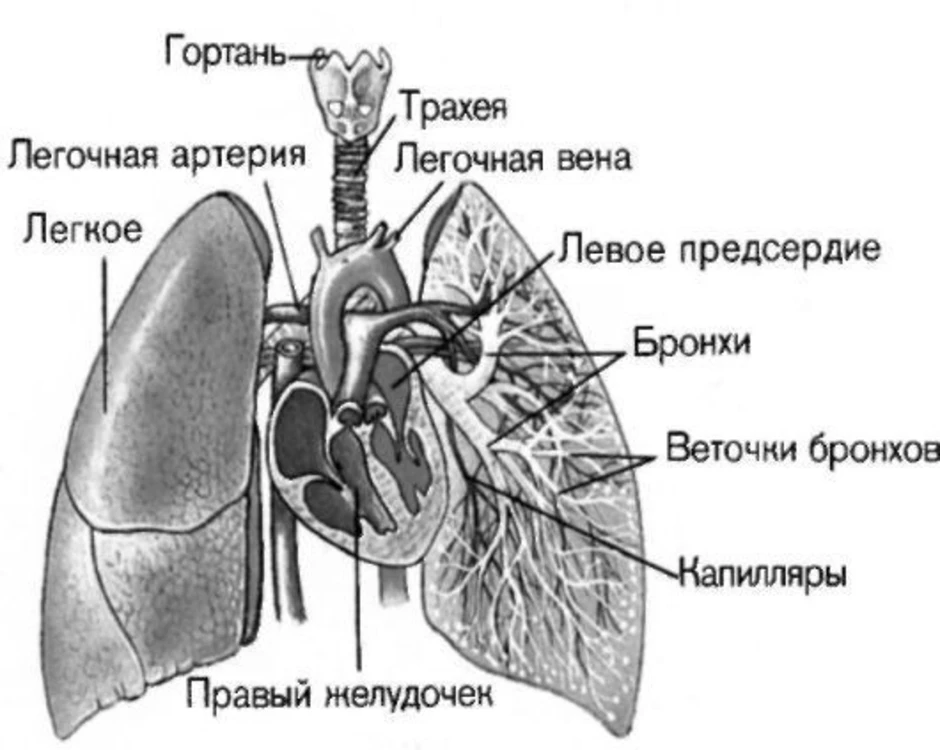 Строение легких человека рисунок с подписями анатомия