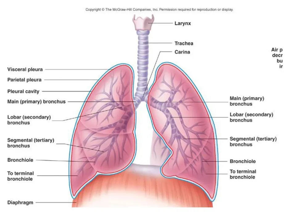 Строение легких человека рисунок с подписями анатомия