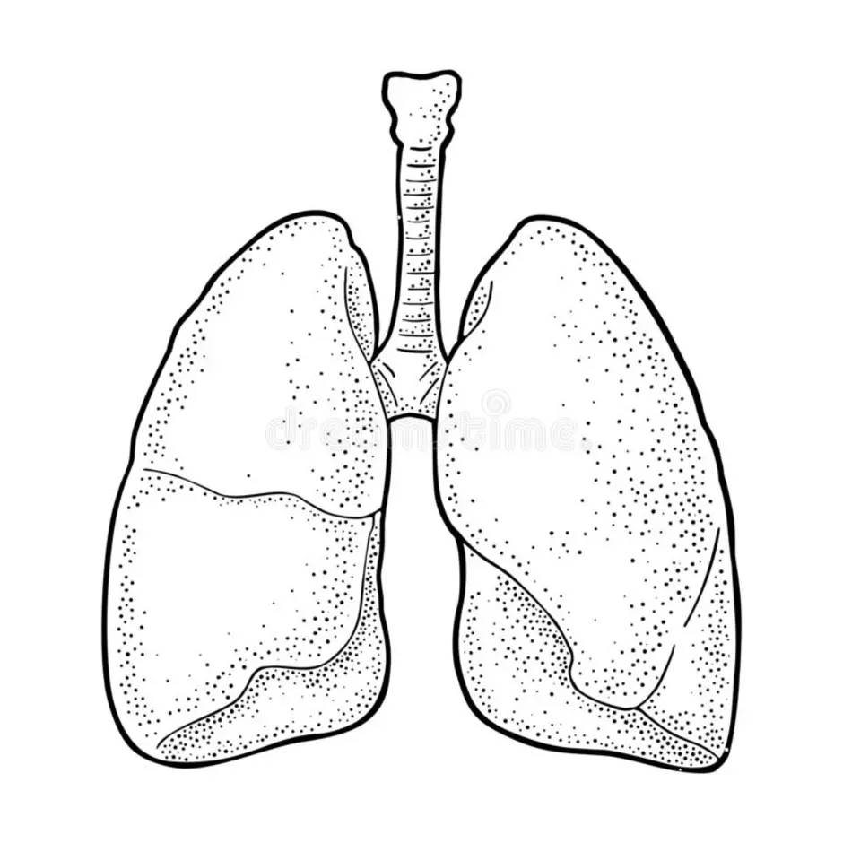 Рисунок легких человека для срисовки