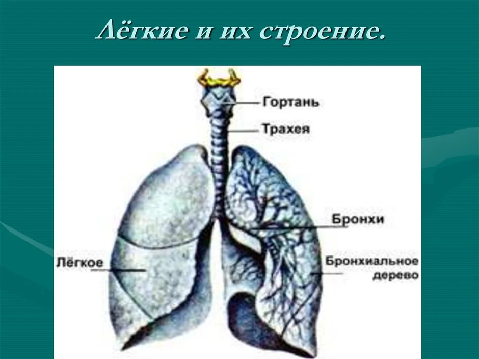 Легкие рисунок с подписями