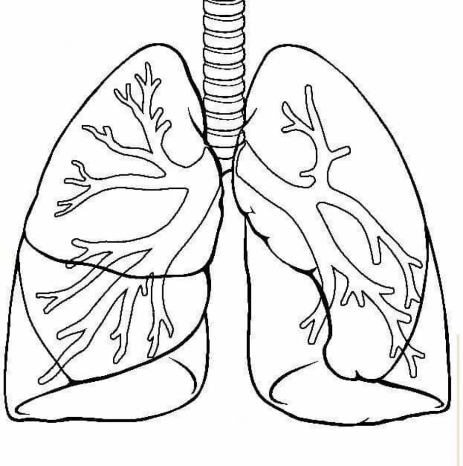 Контур легкого. Легкие человека карандашом. Раскраска лёгкие человека. Лёгкие человека черно белые.