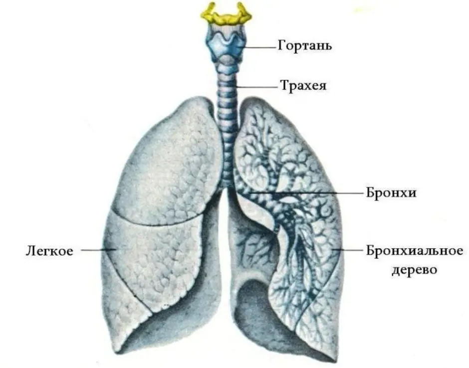 Бронхи и легкие расположение картинка