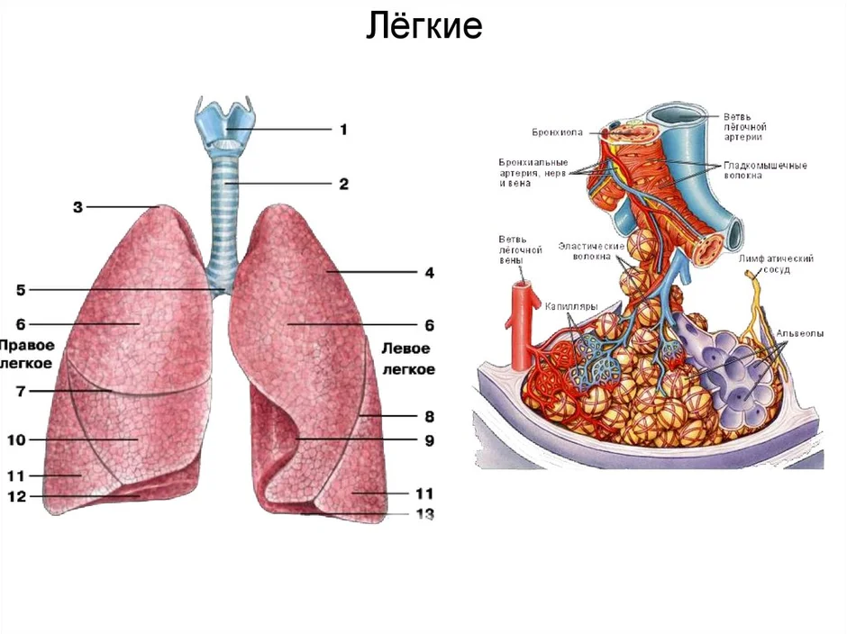 Легкие человека анатомия картинки