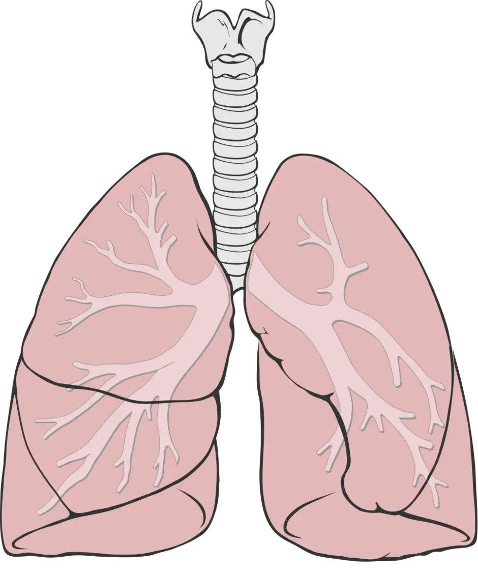 Рисунки легких человека