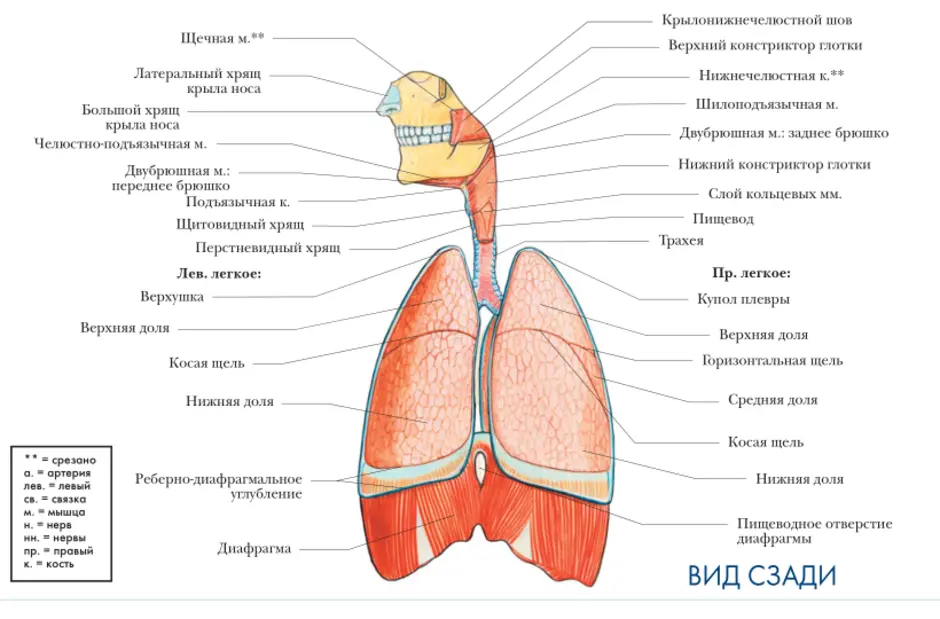 Дыхание строение легких. Дыхательная система система система человека схема. Органы дыхательной системы человека схема. Строение дыхательной системы сбоку. Строение отделов дыхательной системы с обозначениями.