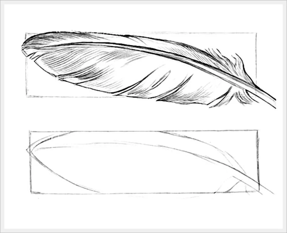 Рисовать перья птиц. Перо для срисовки карандашом. Перо птицы для рисования. Поэтапное рисование перо. Нарисовать перо птицы.