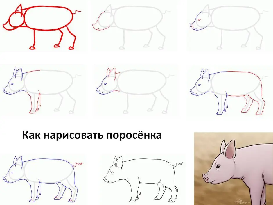 Как нарисовать свинью картинки