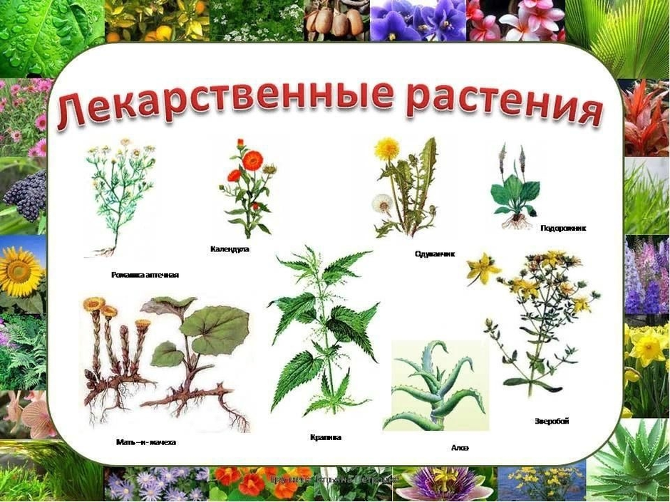 Растения летом презентация