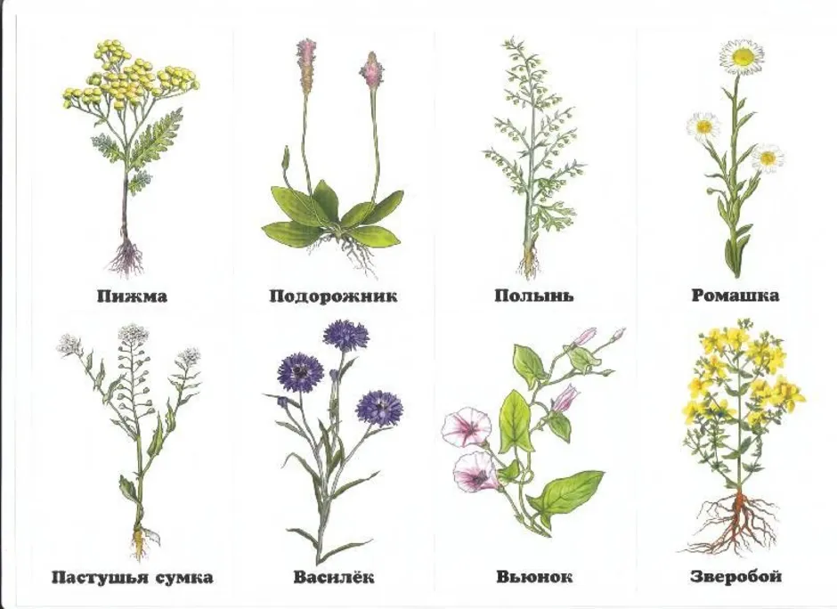 Лекарственные растения окружающий мир 2 класс рисунок