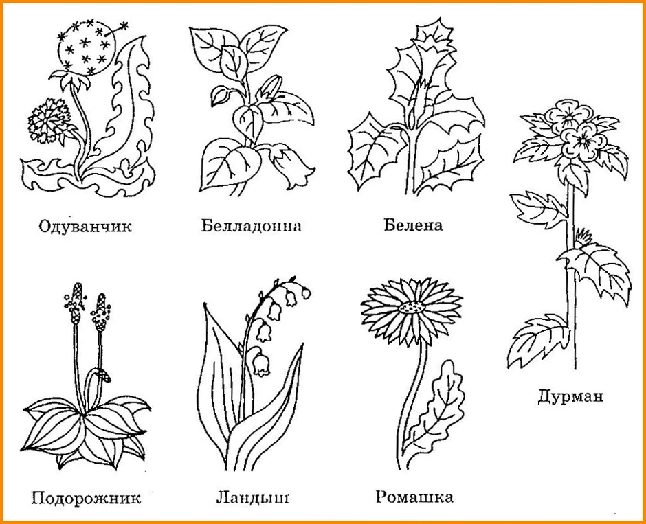 Картинки как нарисовать растения