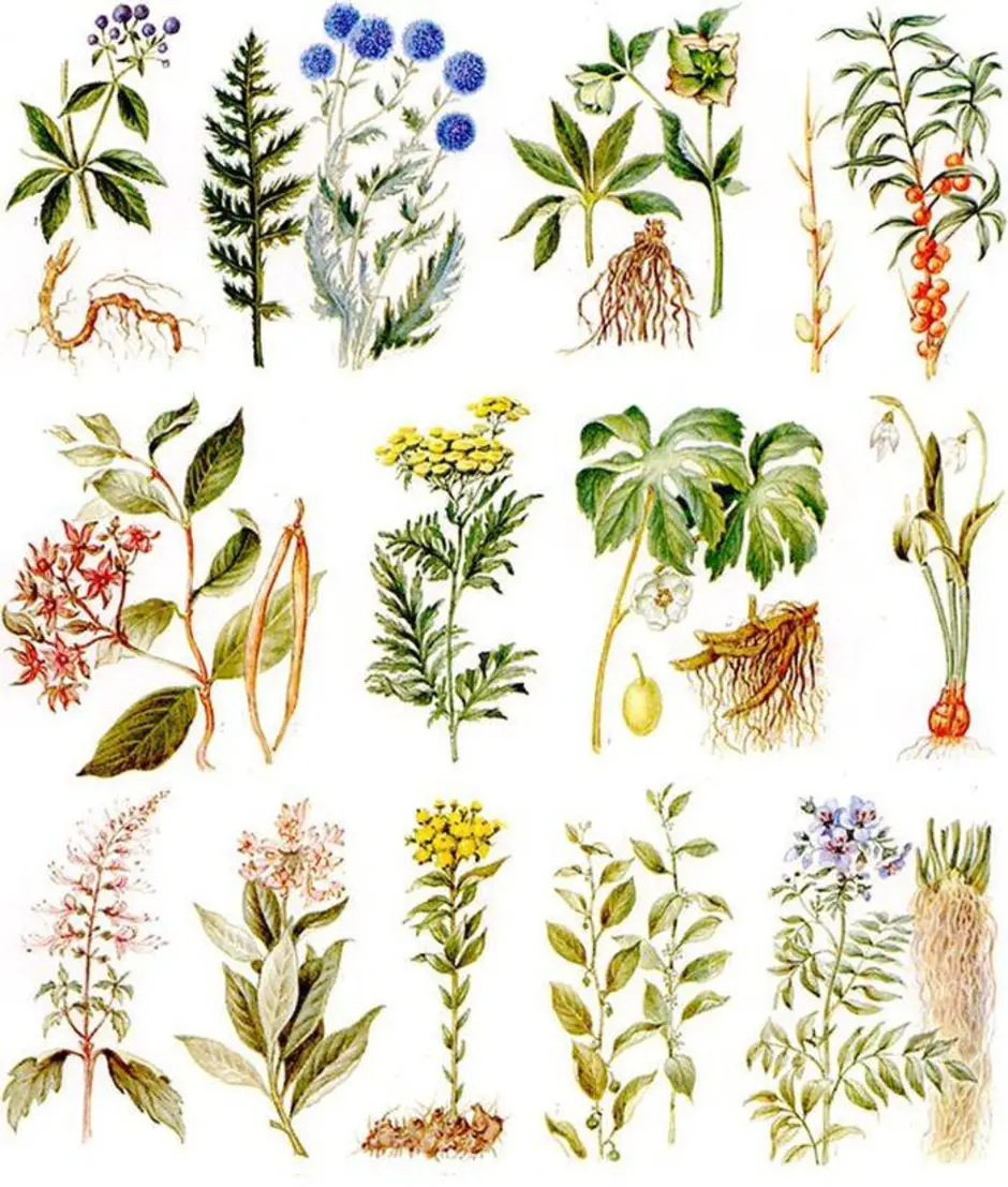 Полные названия растений. Лекарственные растения. Целебные растения. Лечебные травы. Разные лекарственные травы.
