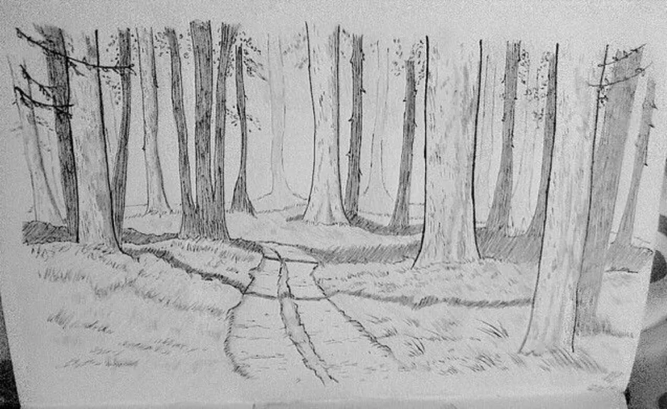 Лес карандашом легко. Лес карандашом. Лес карандашом для срисовки. Нарисовать лес карандашом. Рисование леса карандашом.