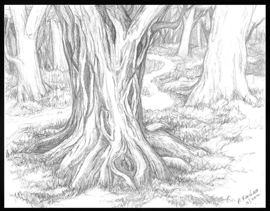 Лес карандашом легко. Лес карандашом. Рисунок леса. Лес простым карандашом. Нарисовать лес карандашом.