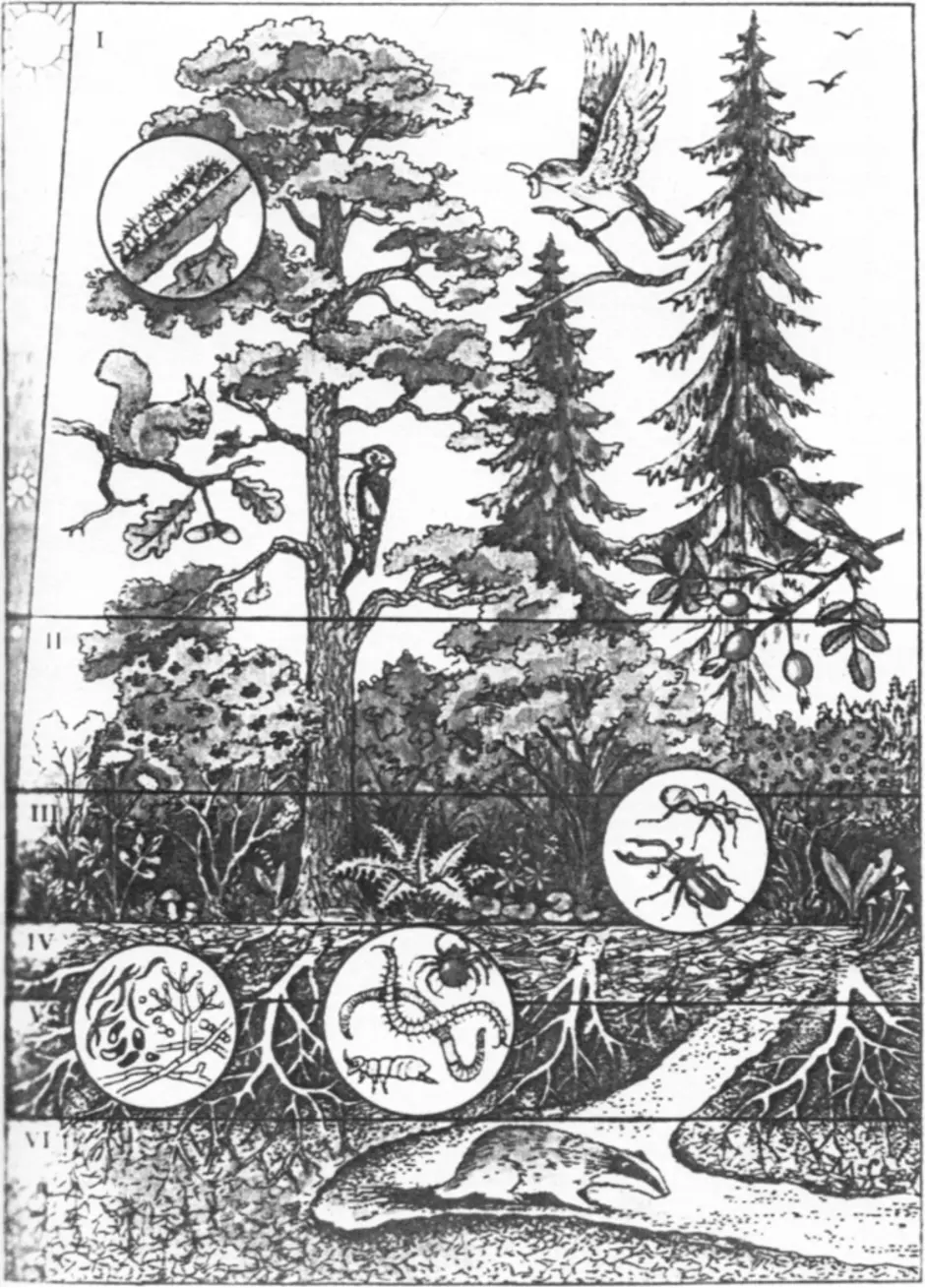 Природное сообщество лес ярусы. Ярусы лесного биоценоза.