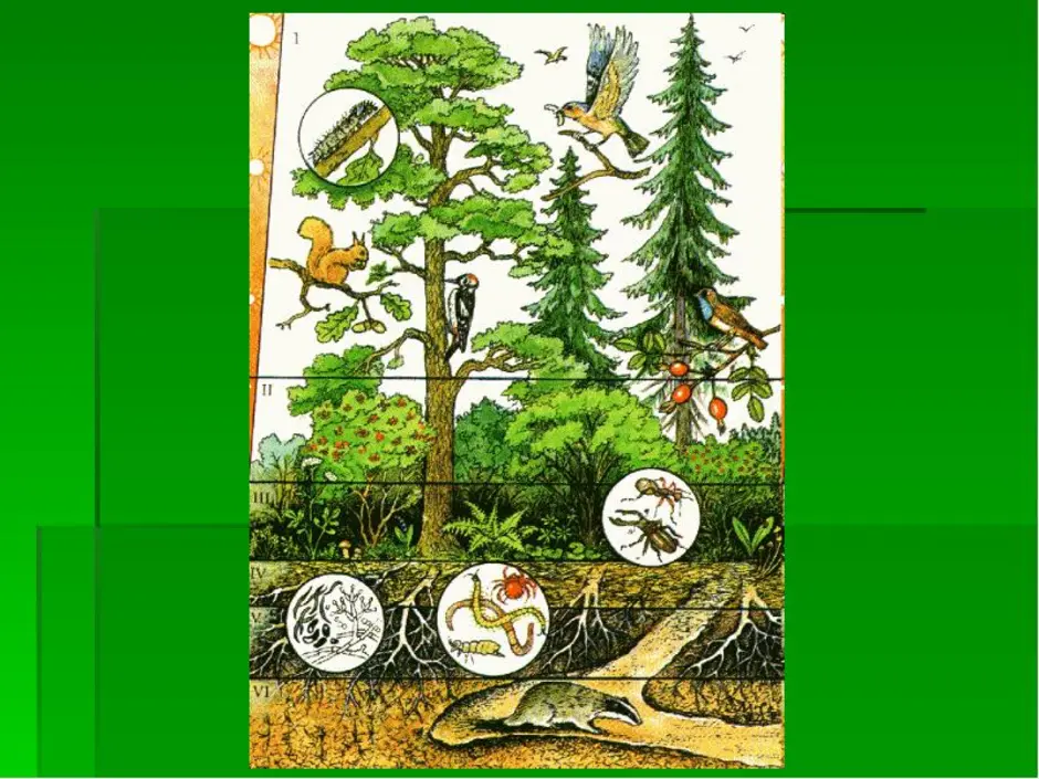 Природное сообщество лес ярусы. Биоценоз тайги. Широколиственный лес биоценоз. Ярусность хвойного леса. Ярусность лесного биоценоза.