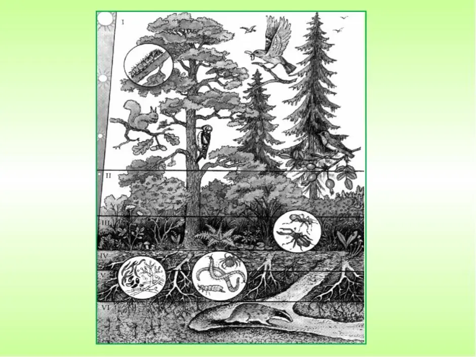 Растительное сообщество рисунок. Ярусы лесного биоценоза. Биоценоз хвойного леса схема. Биоценоз Дубравы схема. Ярусность лесного биоценоза.